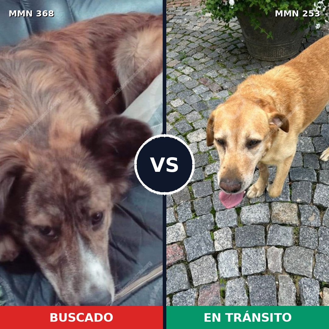Comparativa MMS 7154: mascota perdida y mascota encontrada, 20% de similitud