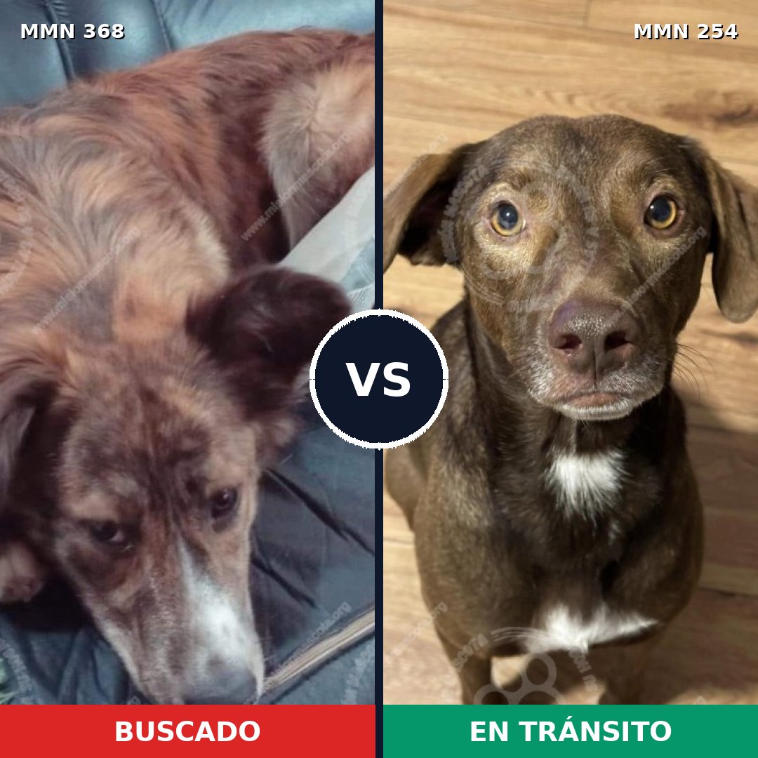 Comparativa MMS 7155: mascota perdida y mascota encontrada, 57% de similitud