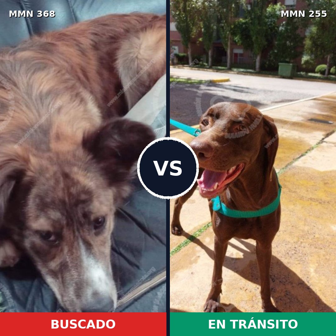 Comparativa MMS 7156: mascota perdida y mascota encontrada, 16% de similitud