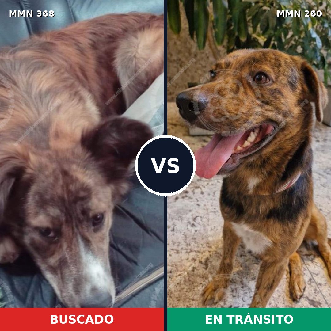Comparativa MMS 7157: mascota perdida y mascota encontrada, 32% de similitud