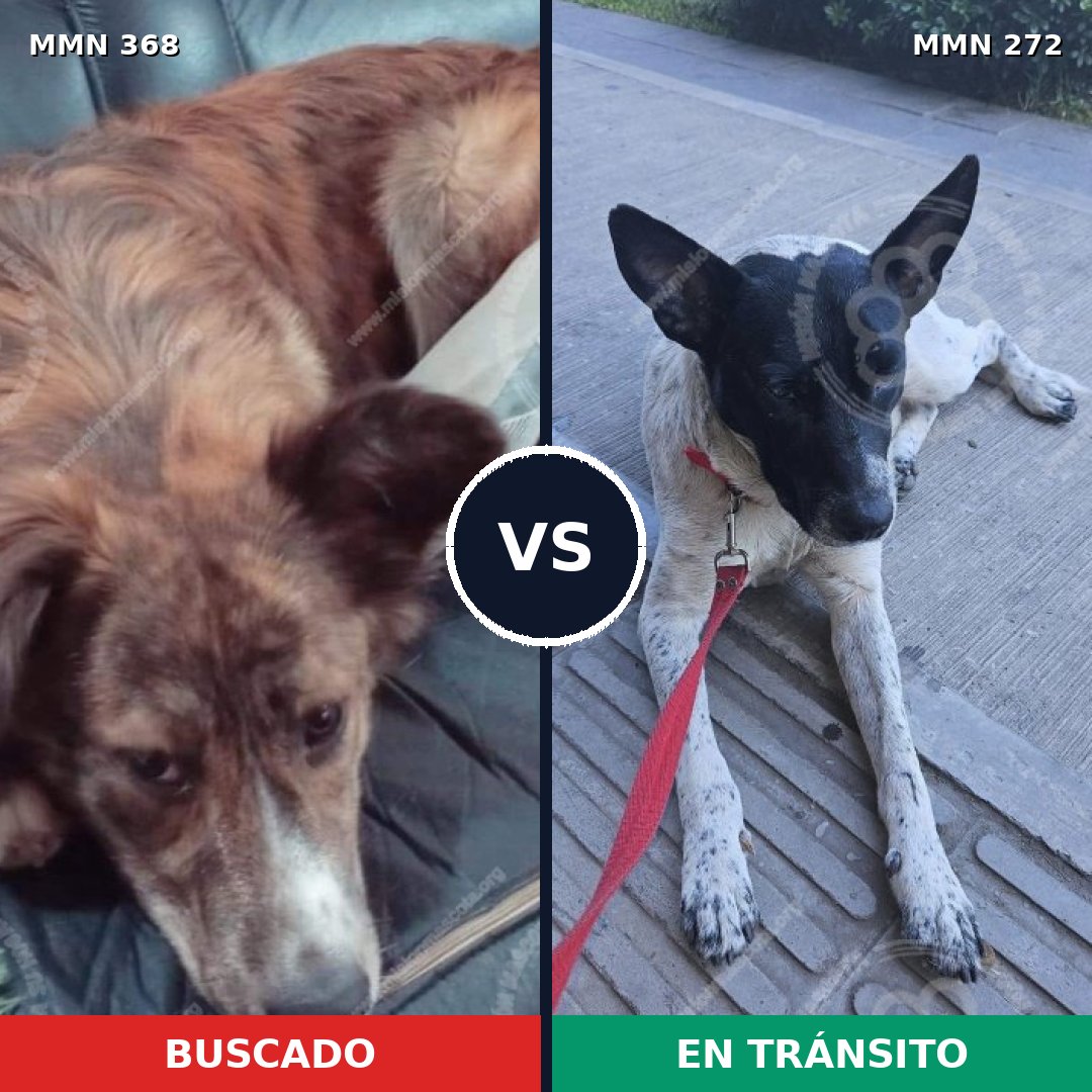 Comparativa MMS 7158: mascota perdida y mascota encontrada, 11% de similitud