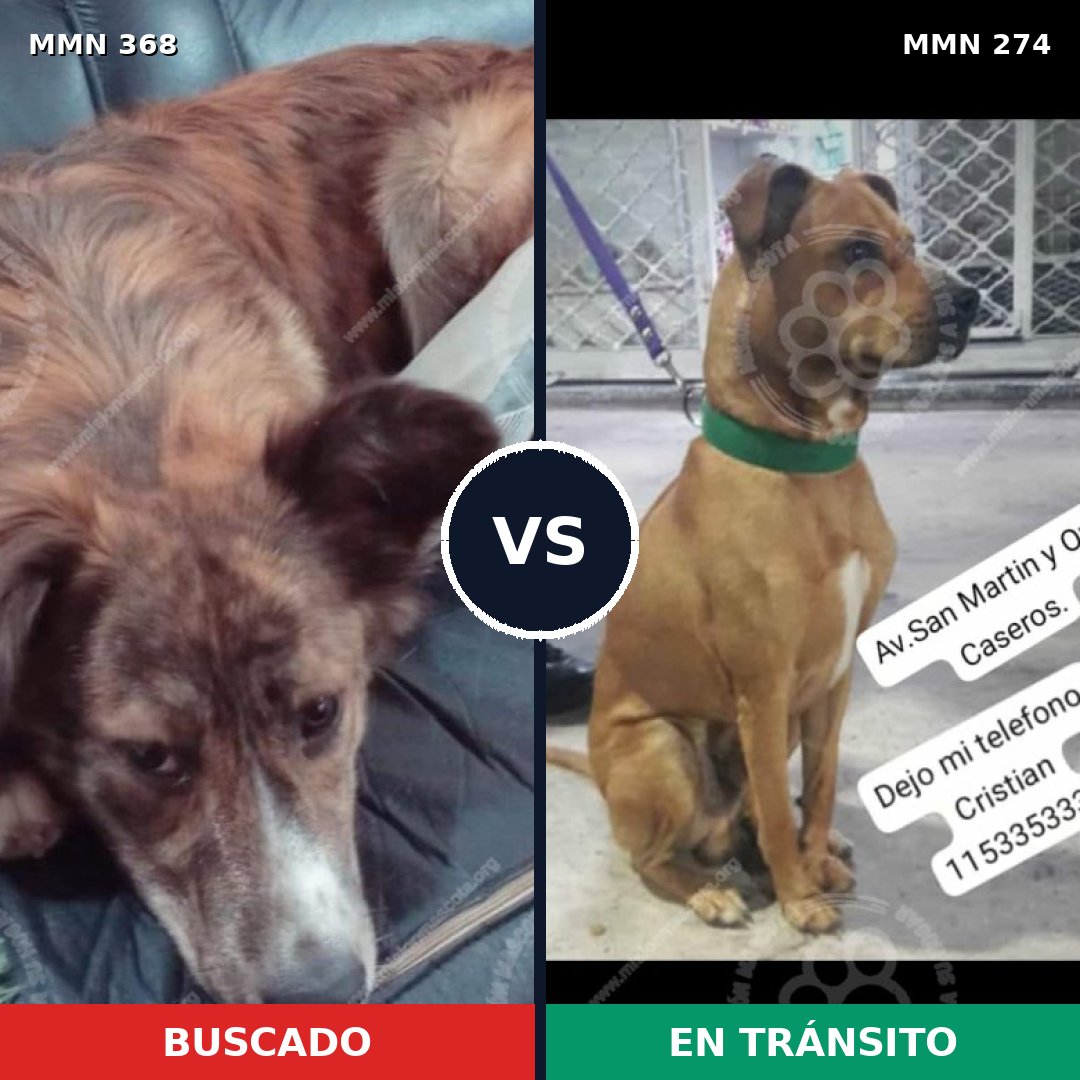 Comparativa MMS 7159: mascota perdida y mascota encontrada, 49% de similitud