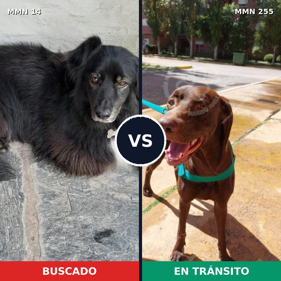 Comparativa MMS 716: mascota perdida y mascota encontrada, 60% de similitud