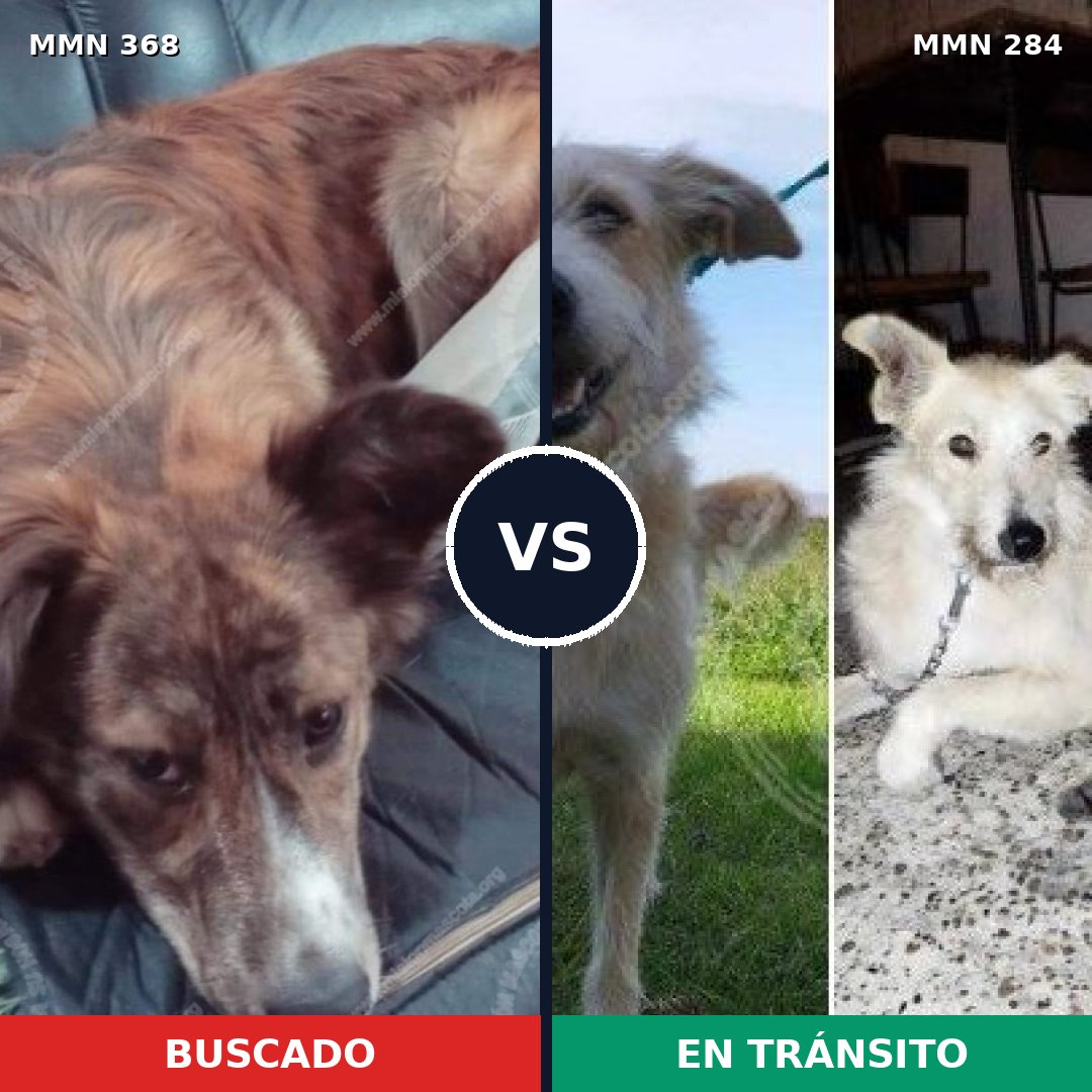 Comparativa MMS 7160: mascota perdida y mascota encontrada, 51% de similitud
