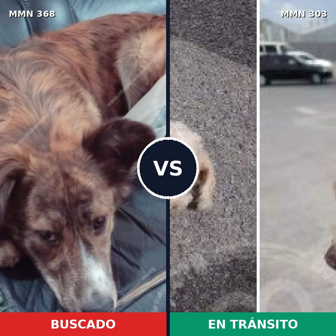 Comparativa MMS 7161: mascota perdida y mascota encontrada, 10% de similitud