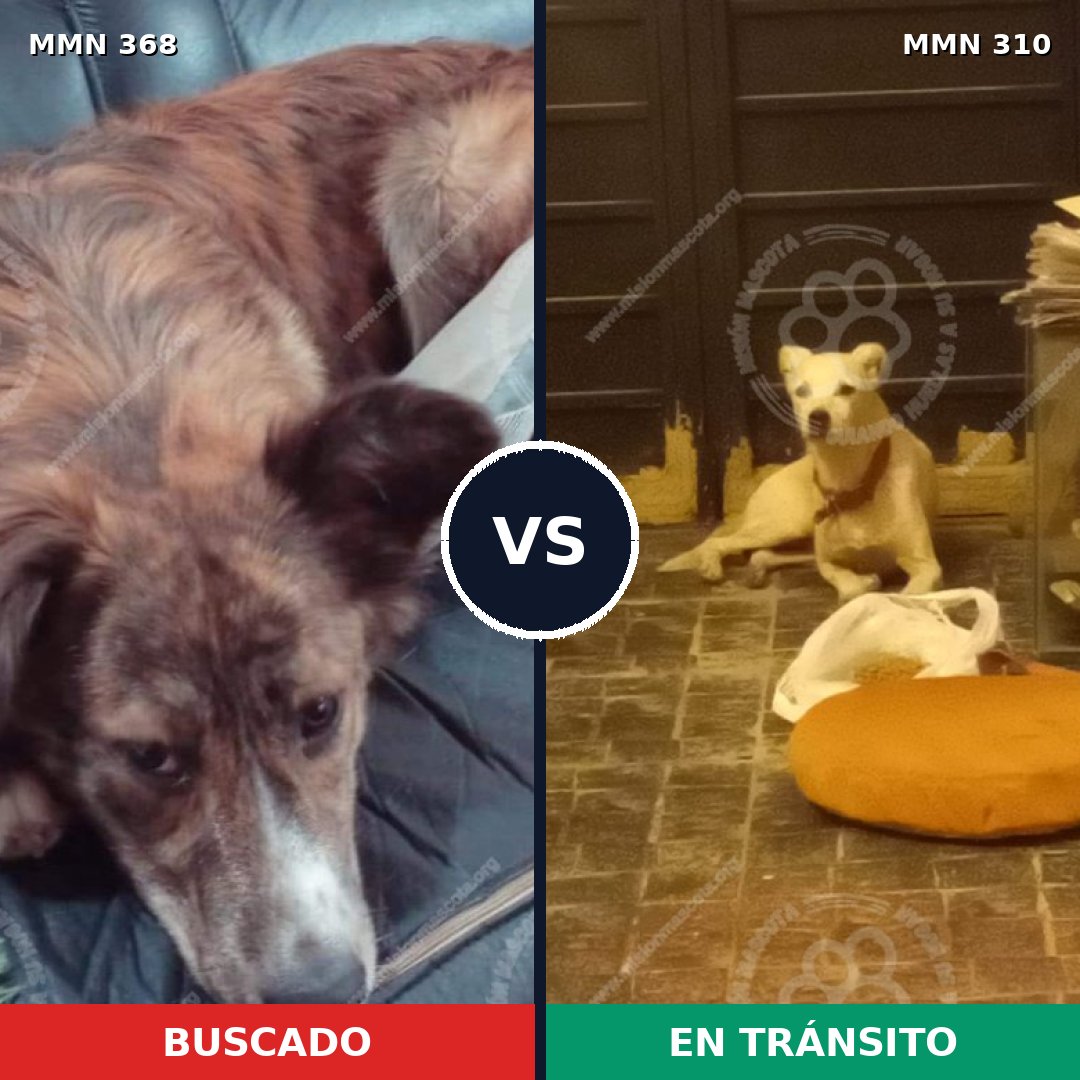 Comparativa MMS 7162: mascota perdida y mascota encontrada, 57% de similitud