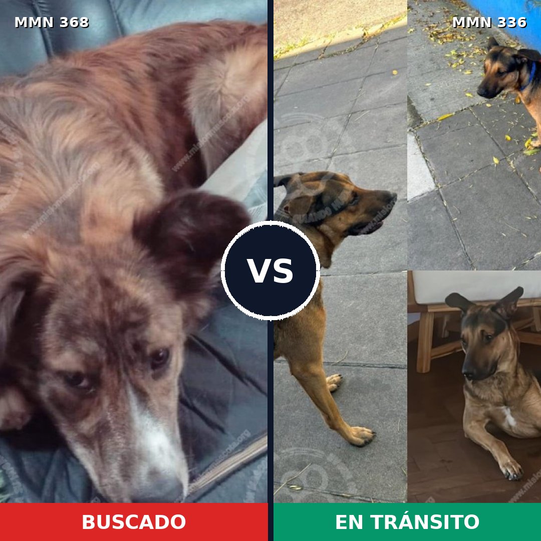 Comparativa MMS 7164: mascota perdida y mascota encontrada, 68% de similitud