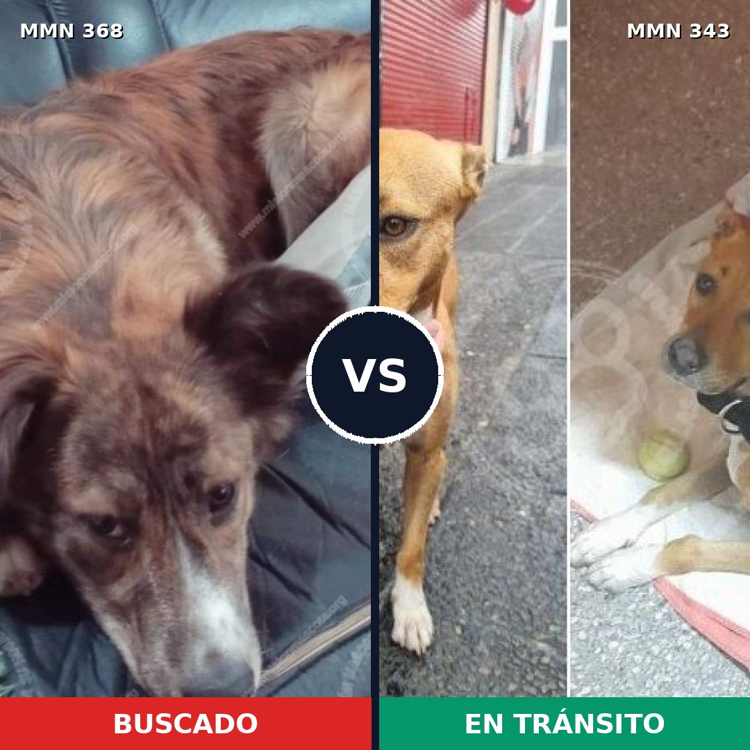 Comparativa MMS 7165: mascota perdida y mascota encontrada, 59% de similitud