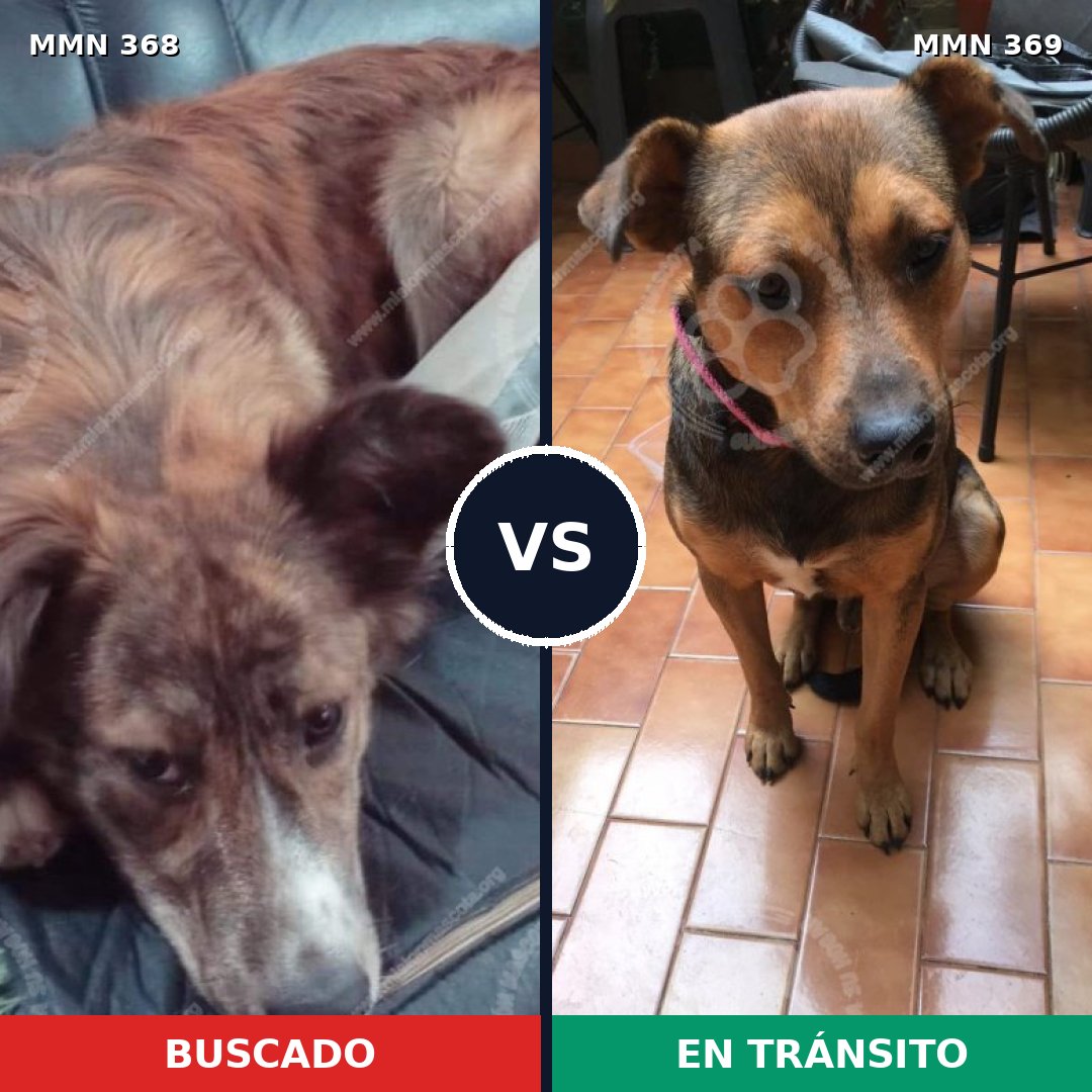 Comparativa MMS 7166: mascota perdida y mascota encontrada, 81% de similitud