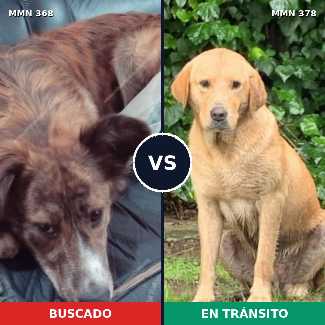 Comparativa MMS 7169: mascota perdida y mascota encontrada, 22% de similitud