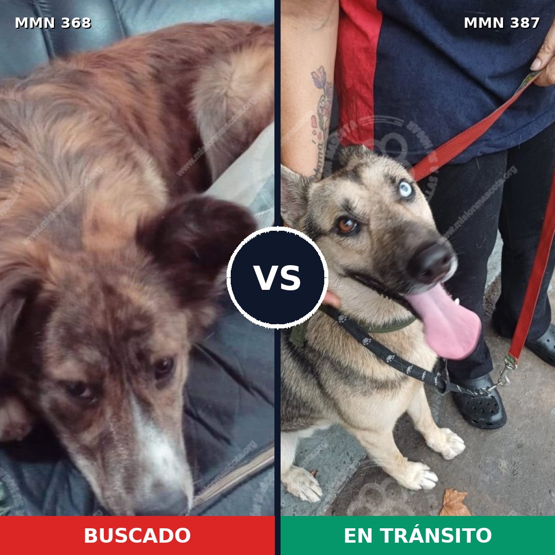 Comparativa MMS 7171: mascota perdida y mascota encontrada, 50% de similitud