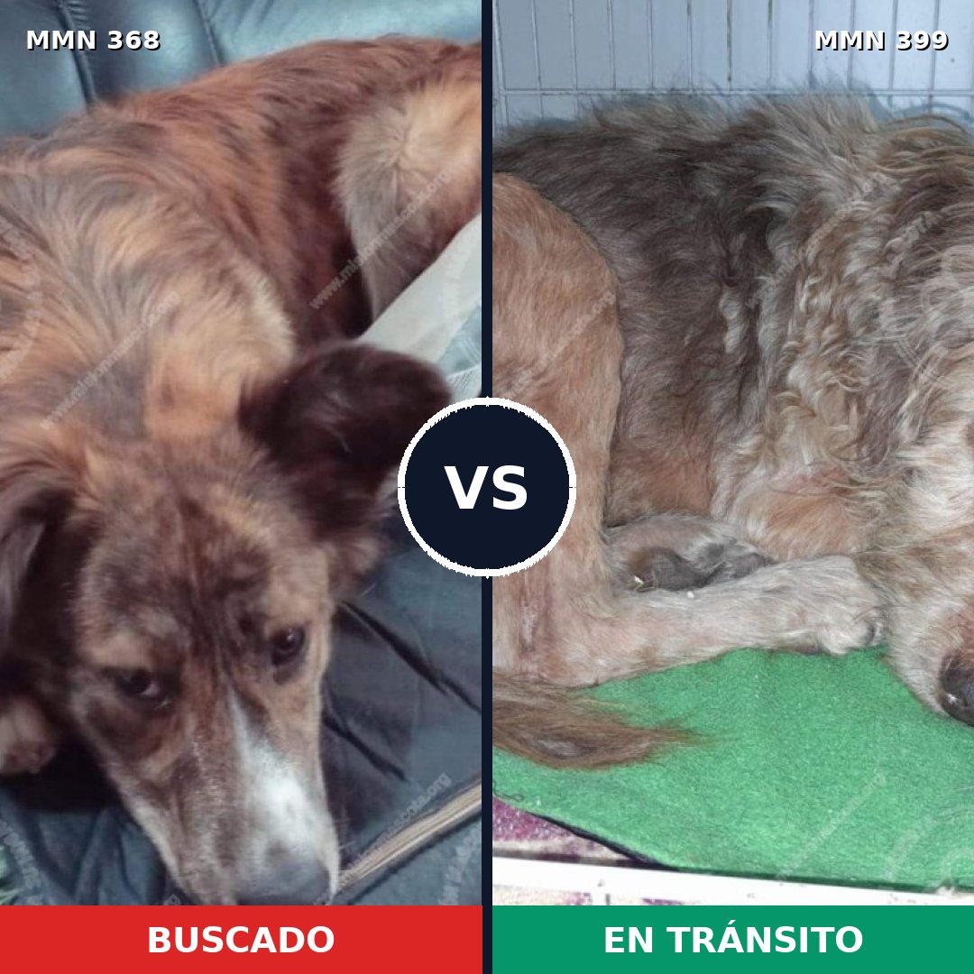 Comparativa MMS 7172: mascota perdida y mascota encontrada, 62% de similitud