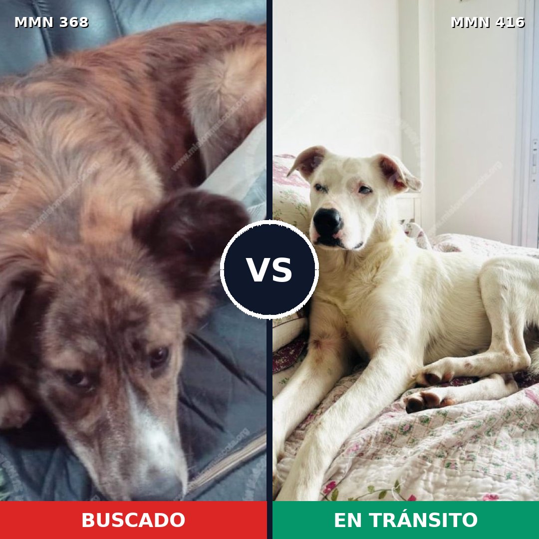 Comparativa MMS 7173: mascota perdida y mascota encontrada, 21% de similitud