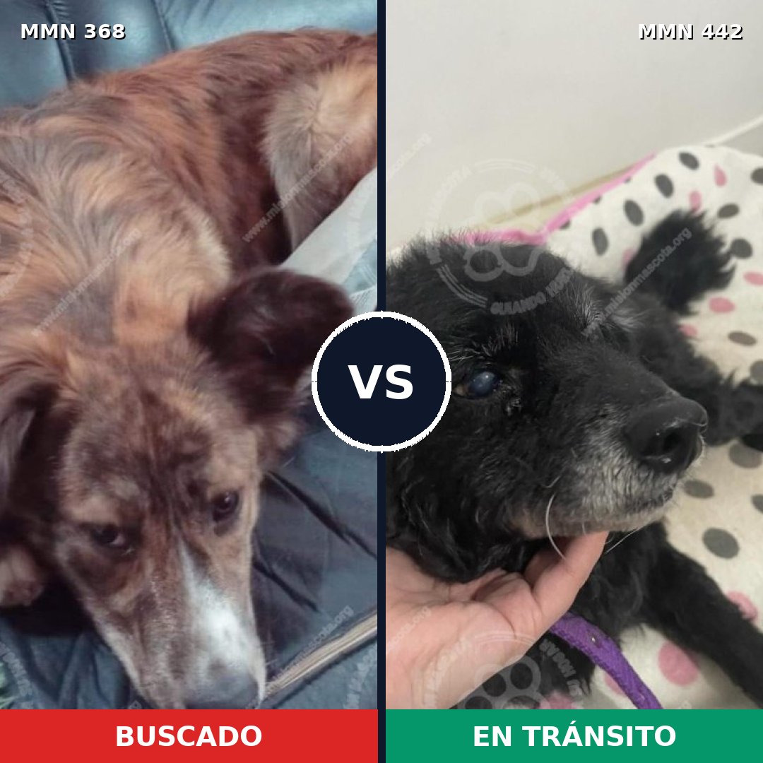 Comparativa MMS 7177: mascota perdida y mascota encontrada, 57% de similitud