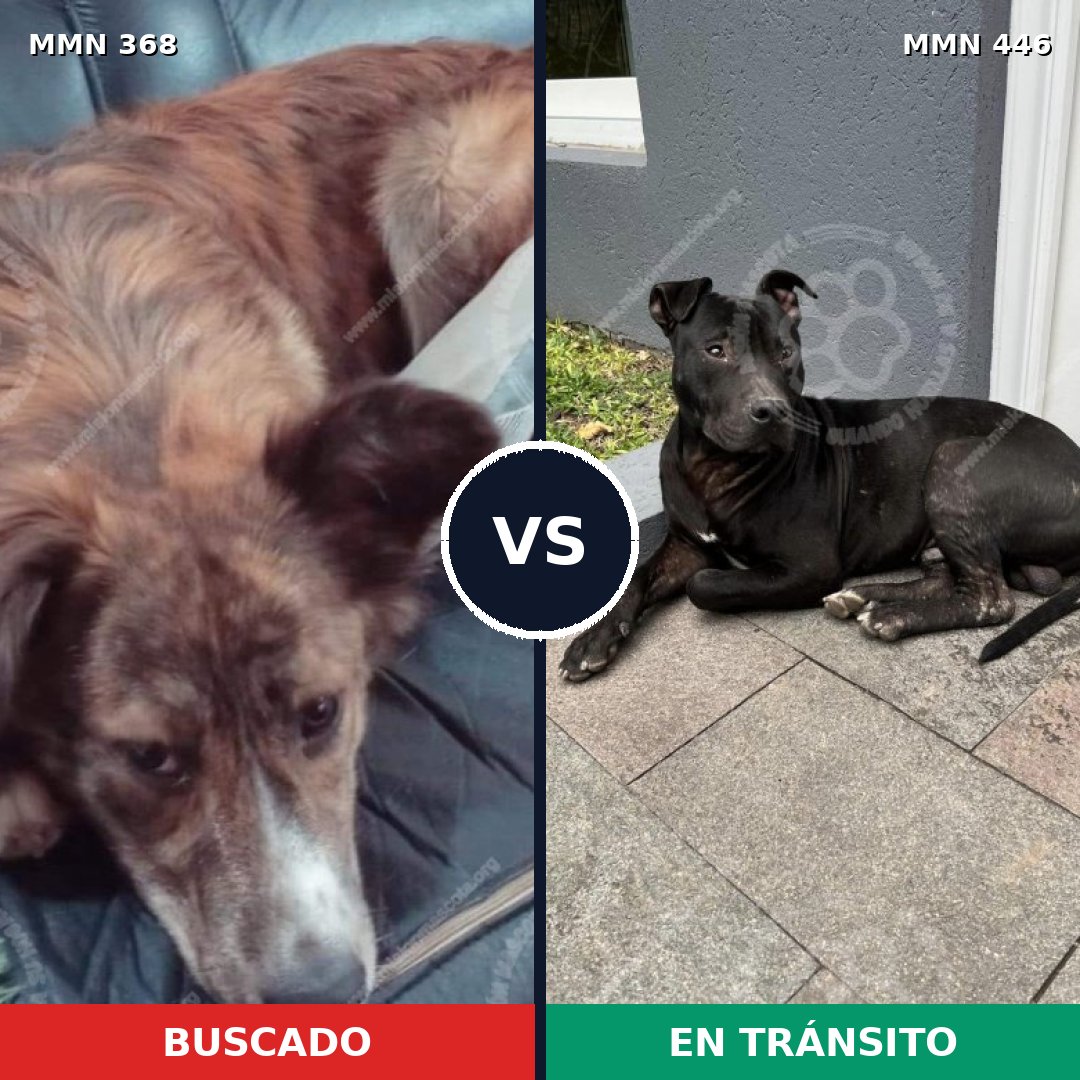 Comparativa MMS 7178: mascota perdida y mascota encontrada, 59% de similitud