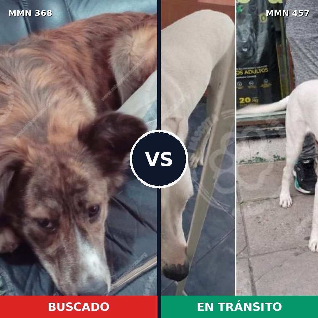 Comparativa MMS 7179: mascota perdida y mascota encontrada, 48% de similitud