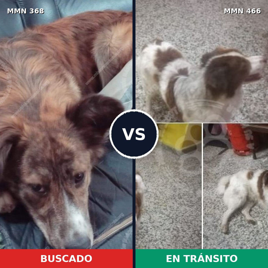 Comparativa MMS 7181: mascota perdida y mascota encontrada, 71% de similitud