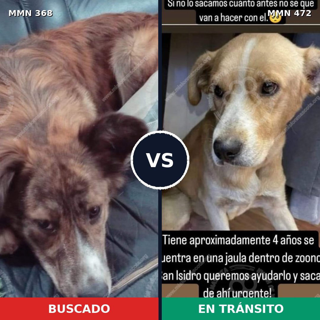 Comparativa MMS 7182: mascota perdida y mascota encontrada, 59% de similitud