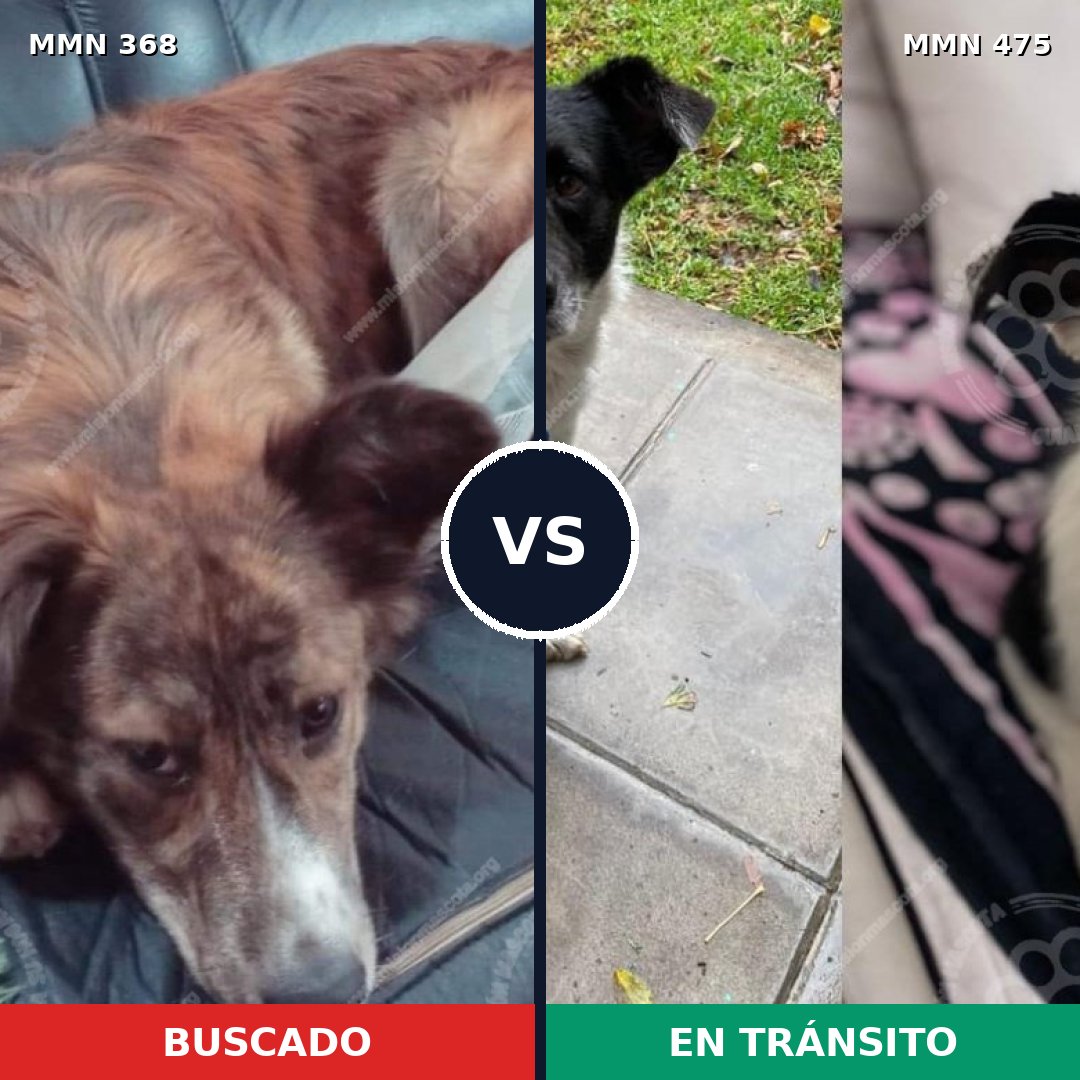 Comparativa MMS 7183: mascota perdida y mascota encontrada, 59% de similitud