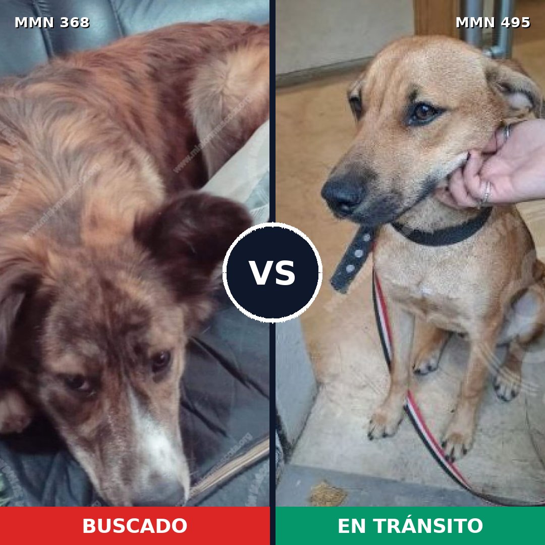 Comparativa MMS 7185: mascota perdida y mascota encontrada, 49% de similitud
