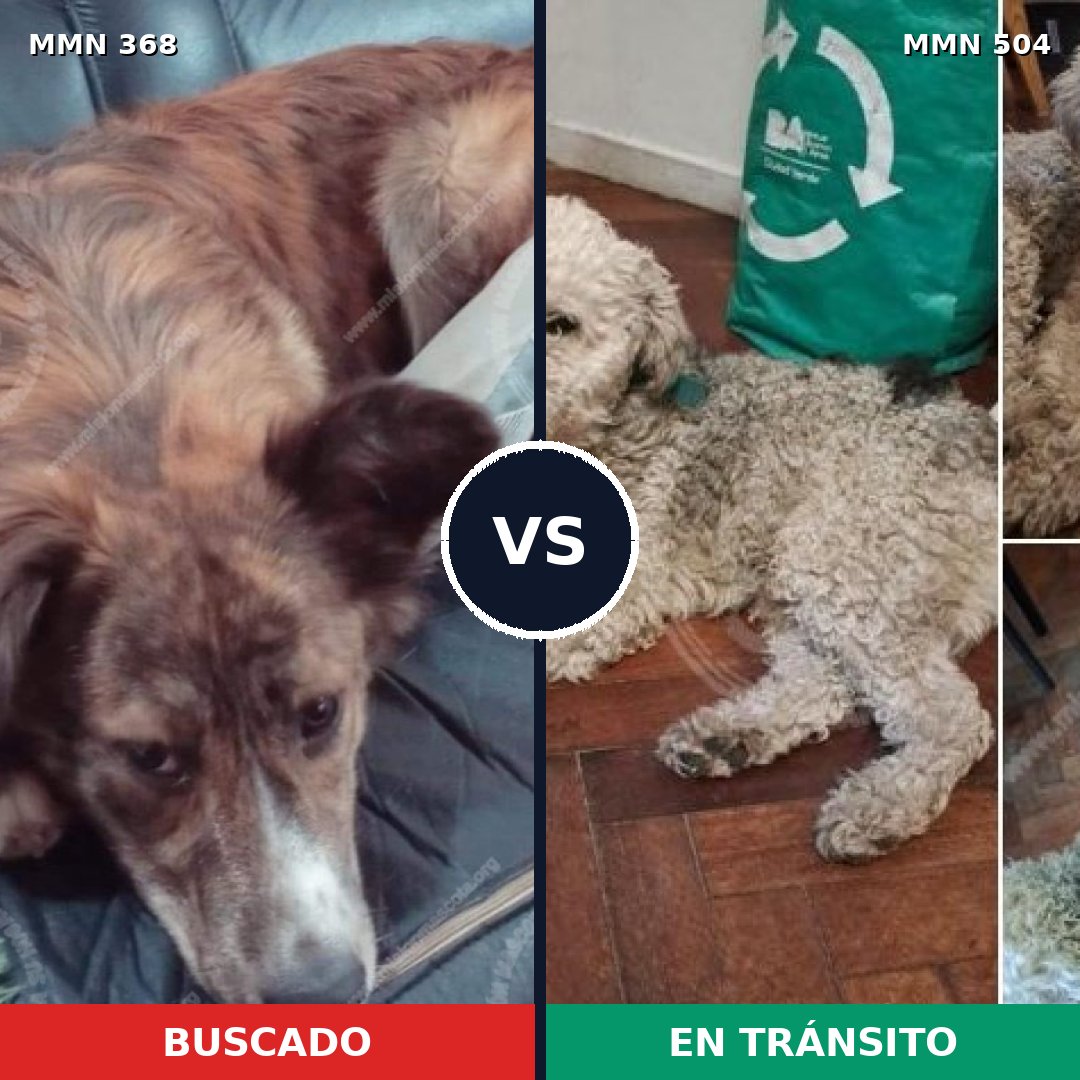Comparativa MMS 7186: mascota perdida y mascota encontrada, 71% de similitud