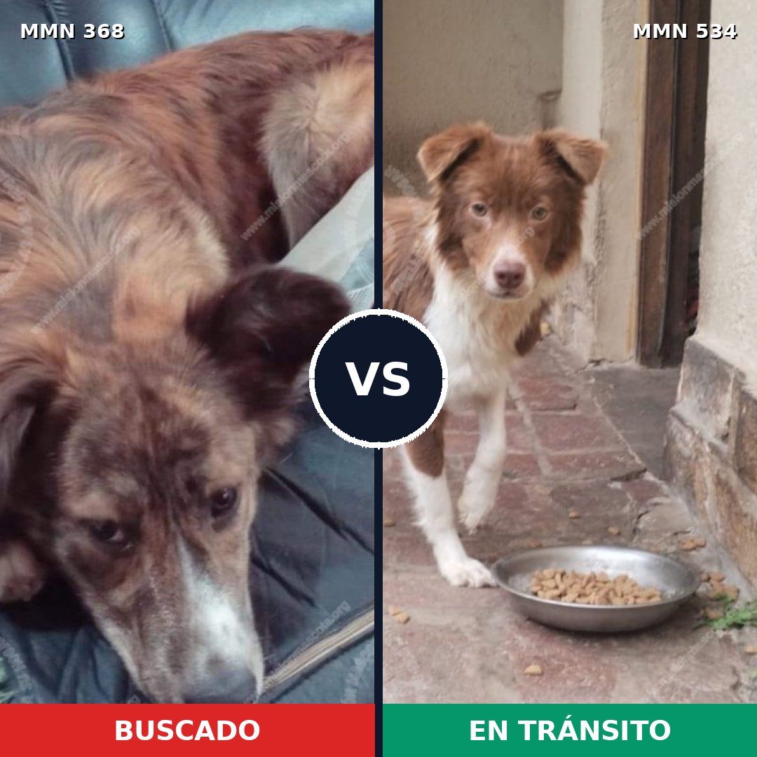 Comparativa MMS 7188: mascota perdida y mascota encontrada, 95% de similitud