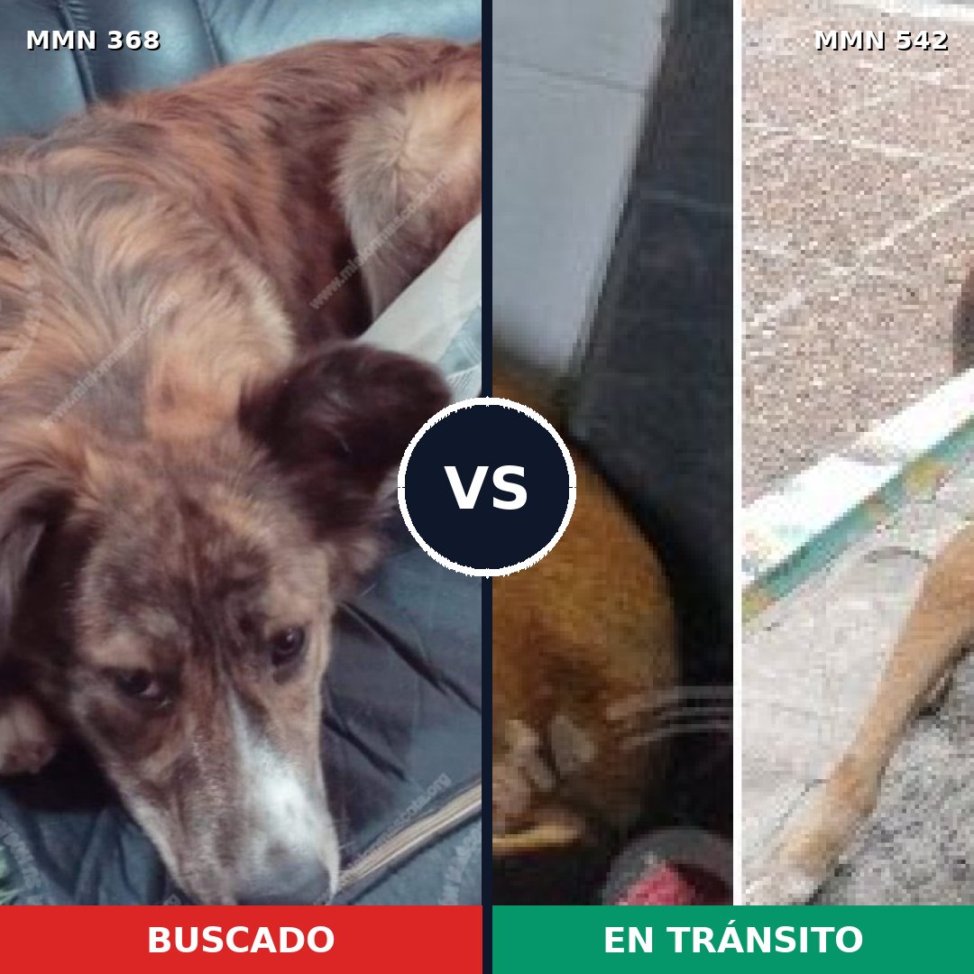 Comparativa MMS 7189: mascota perdida y mascota encontrada, 32% de similitud