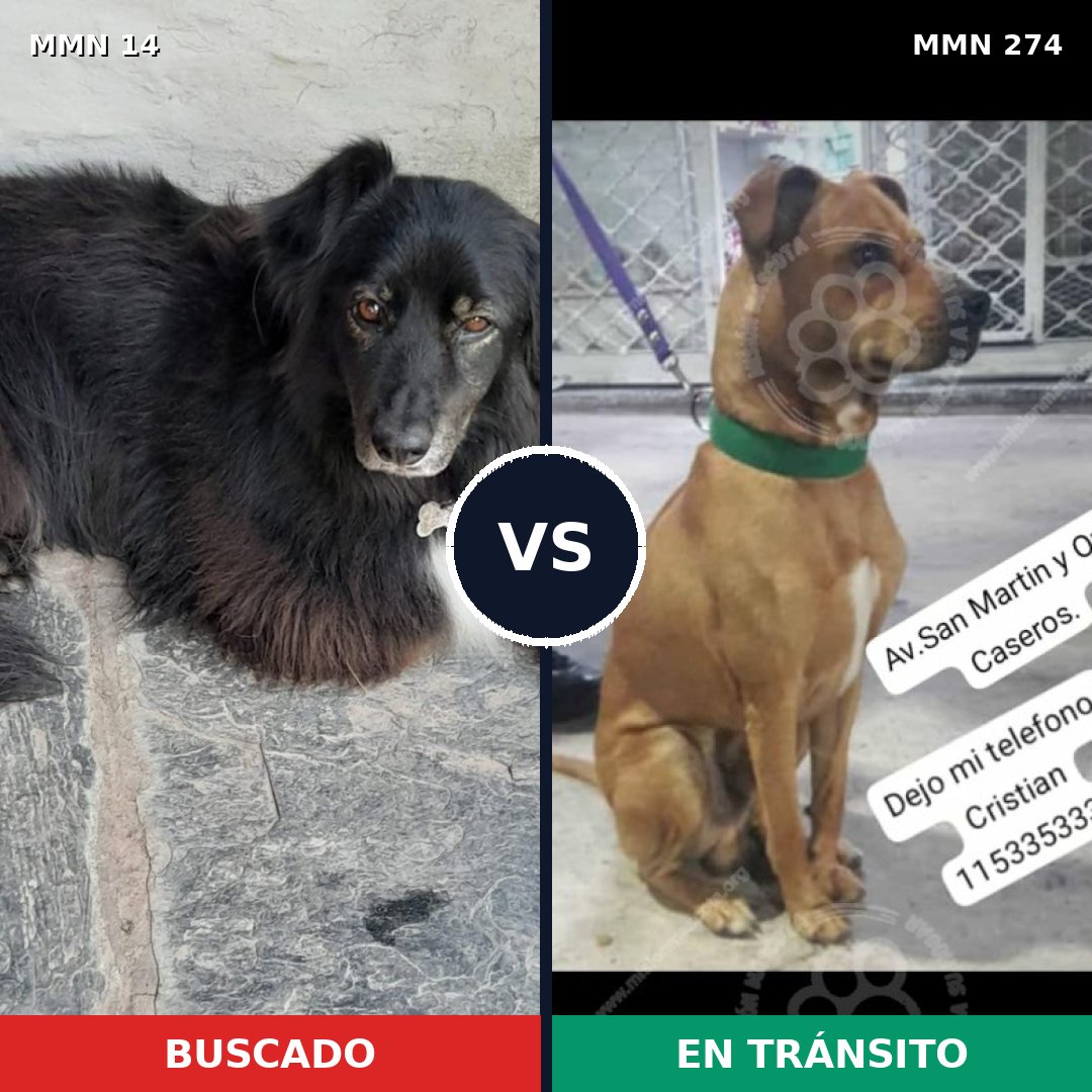 Comparativa MMS 719: mascota perdida y mascota encontrada, 57% de similitud