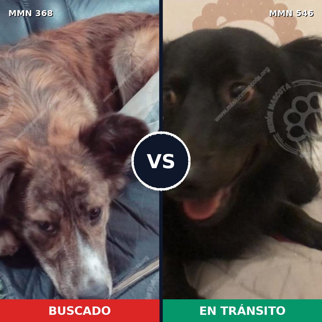 Comparativa MMS 7190: mascota perdida y mascota encontrada, 22% de similitud