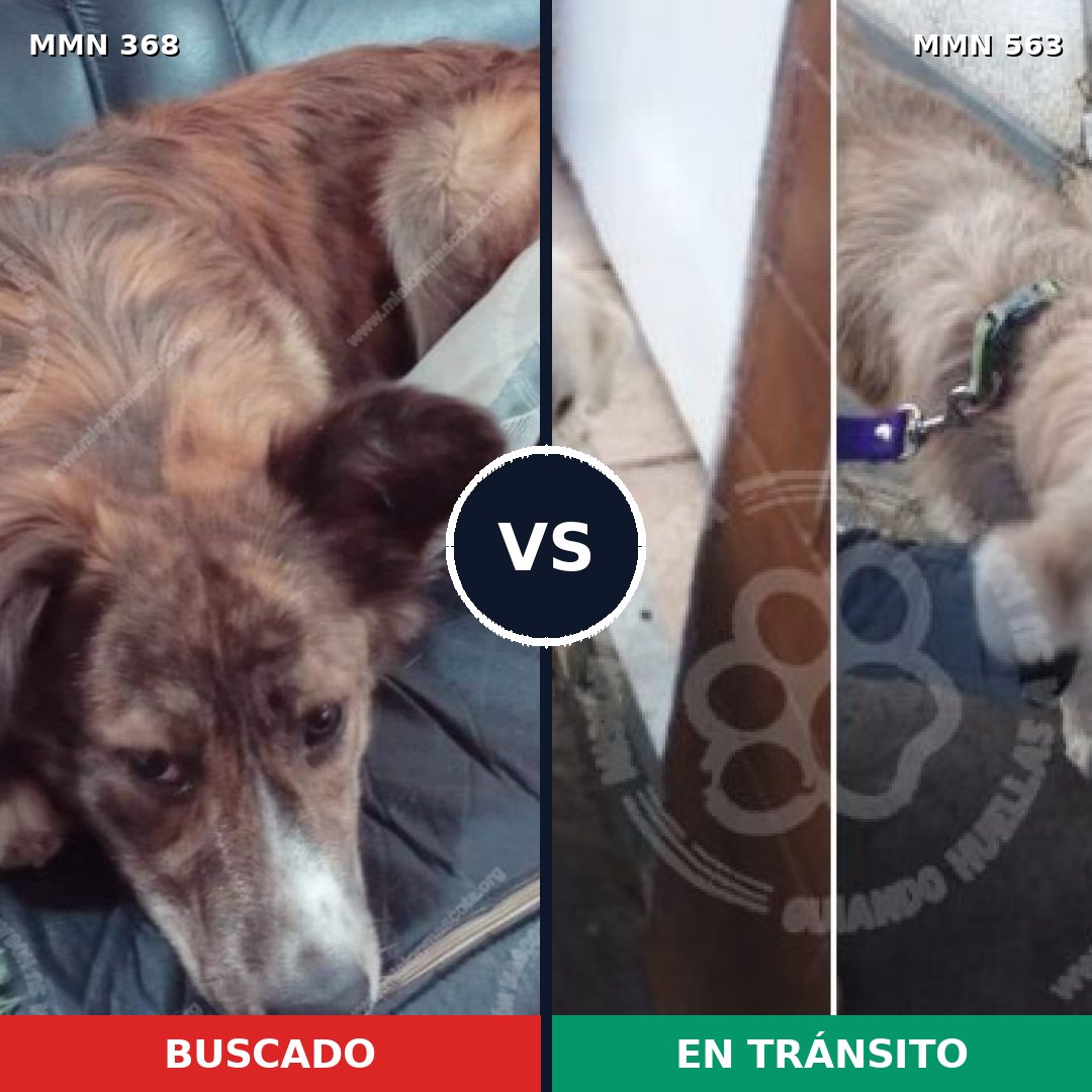 Comparativa MMS 7191: mascota perdida y mascota encontrada, 61% de similitud