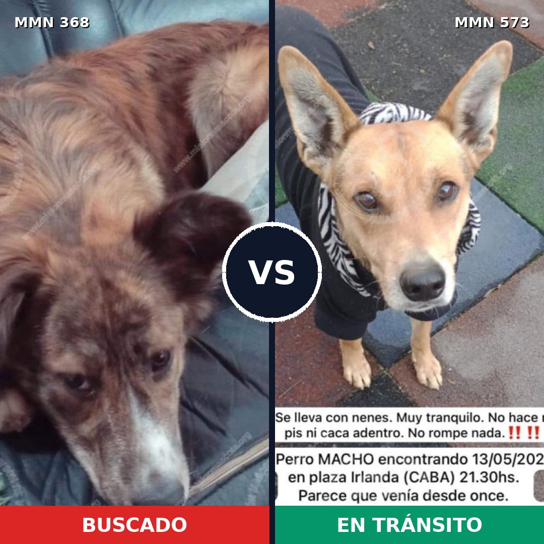 Comparativa MMS 7192: mascota perdida y mascota encontrada, 61% de similitud