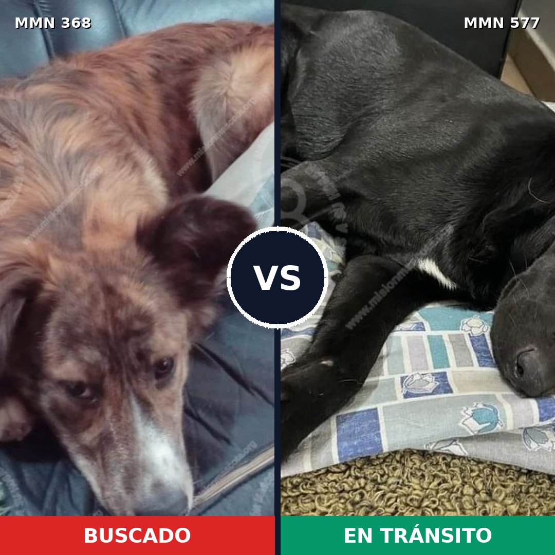 Comparativa MMS 7193: mascota perdida y mascota encontrada, 55% de similitud