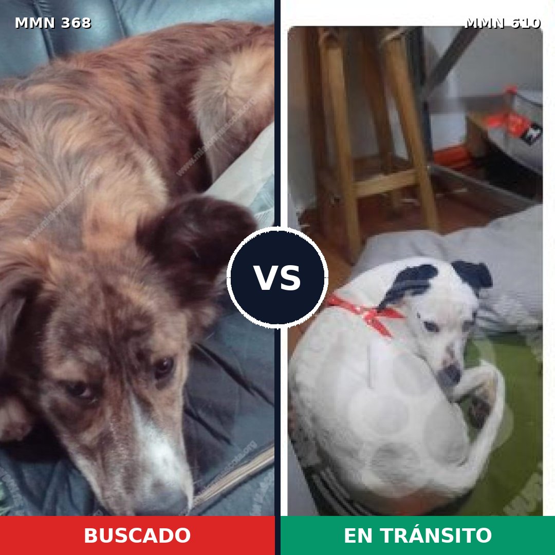 Comparativa MMS 7195: mascota perdida y mascota encontrada, 71% de similitud