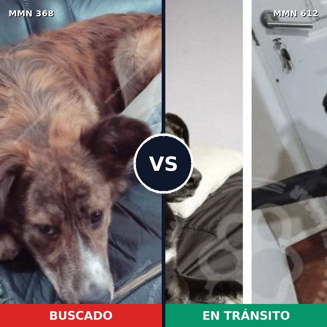 Comparativa MMS 7196: mascota perdida y mascota encontrada, 55% de similitud