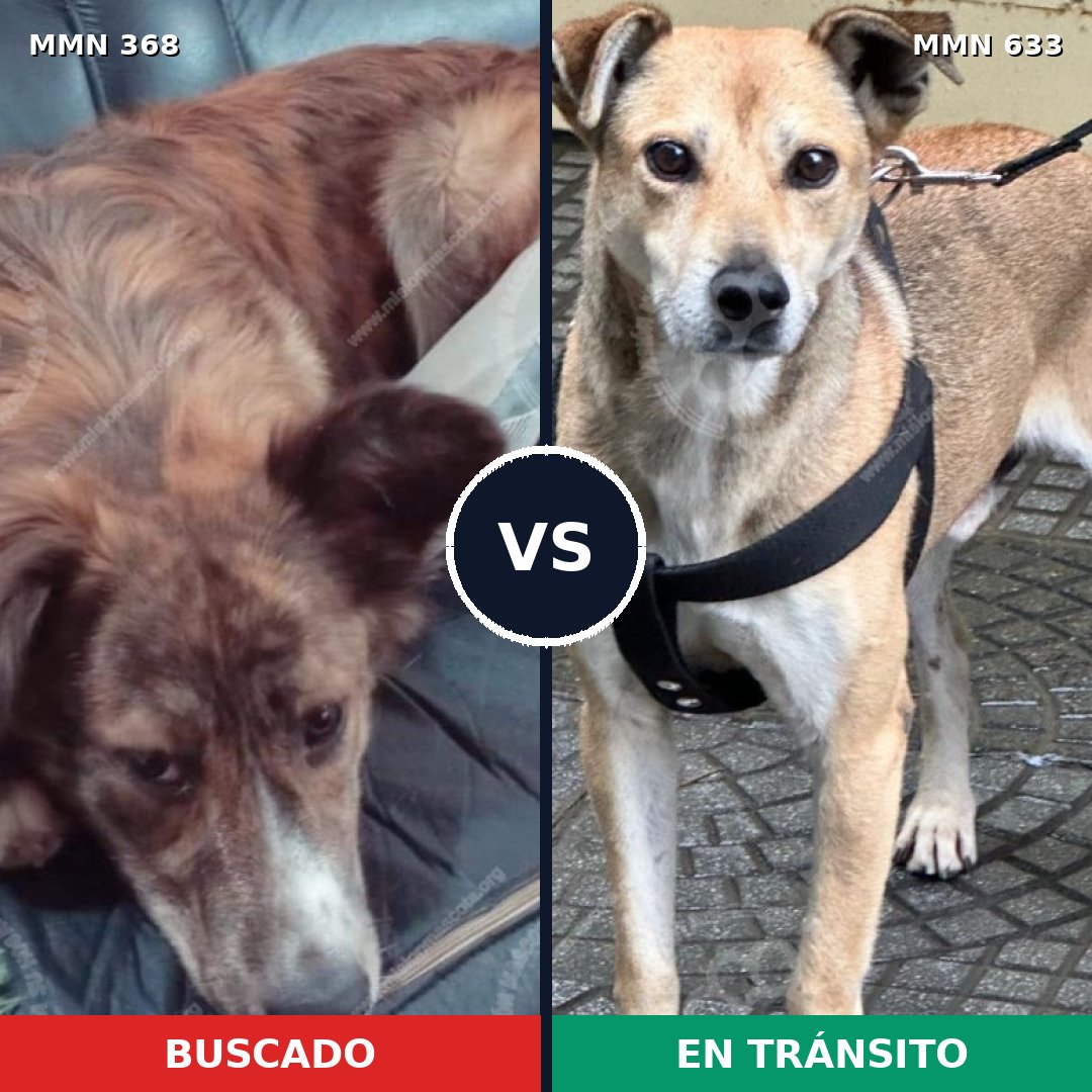 Comparativa MMS 7197: mascota perdida y mascota encontrada, 61% de similitud