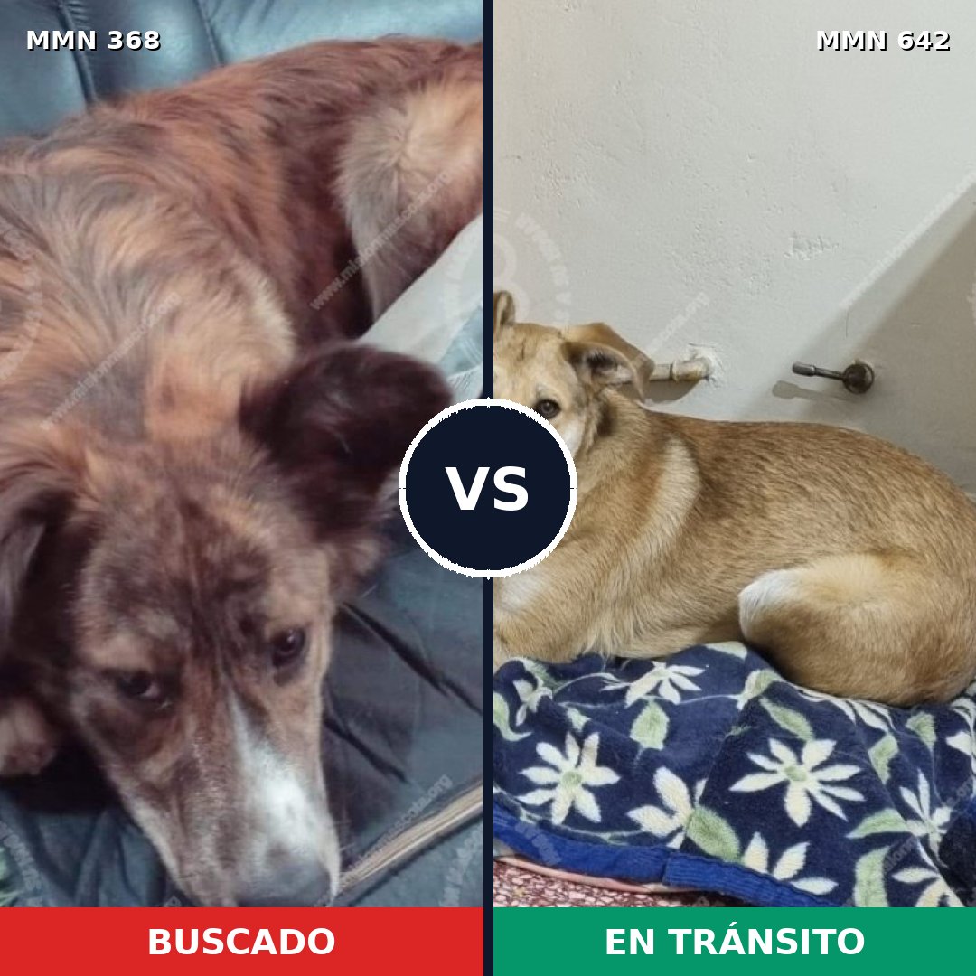 Comparativa MMS 7198: mascota perdida y mascota encontrada, 15% de similitud