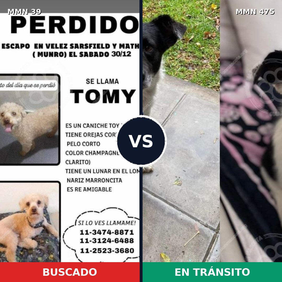 Comparativa MMS 72: mascota perdida y mascota encontrada, 29% de similitud