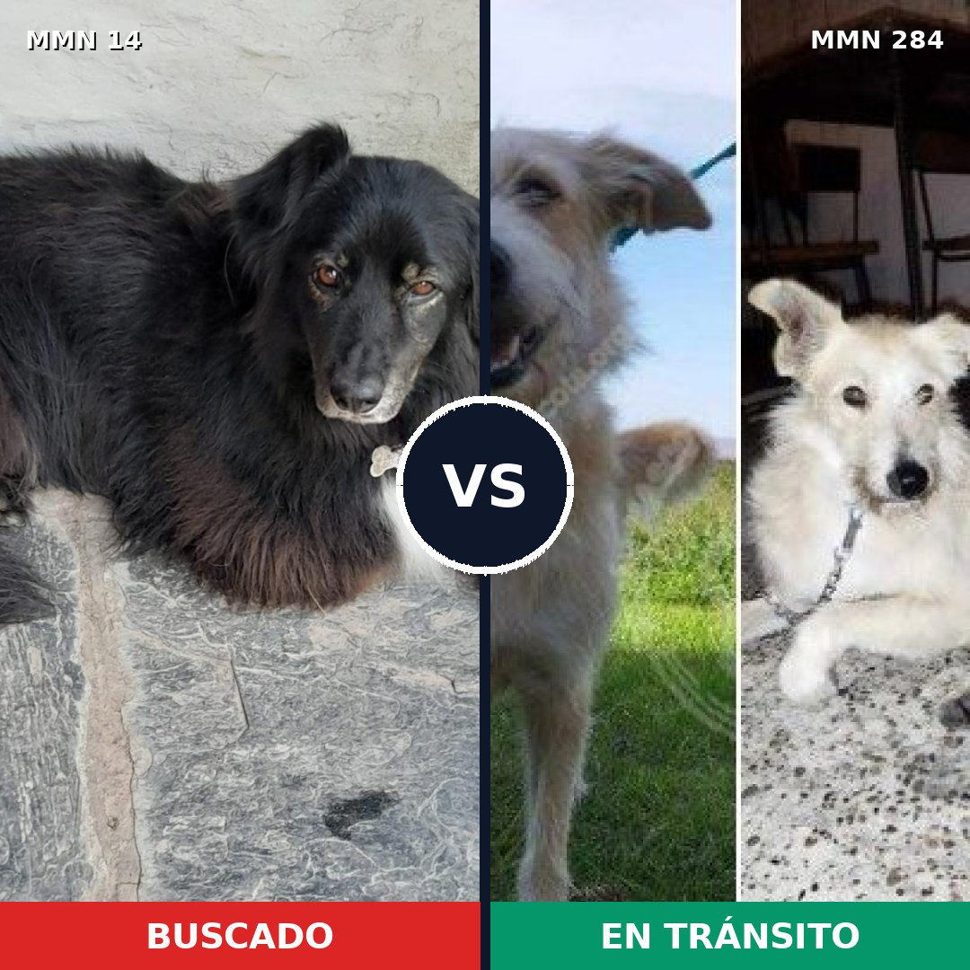 Comparativa MMS 720: mascota perdida y mascota encontrada, 56% de similitud