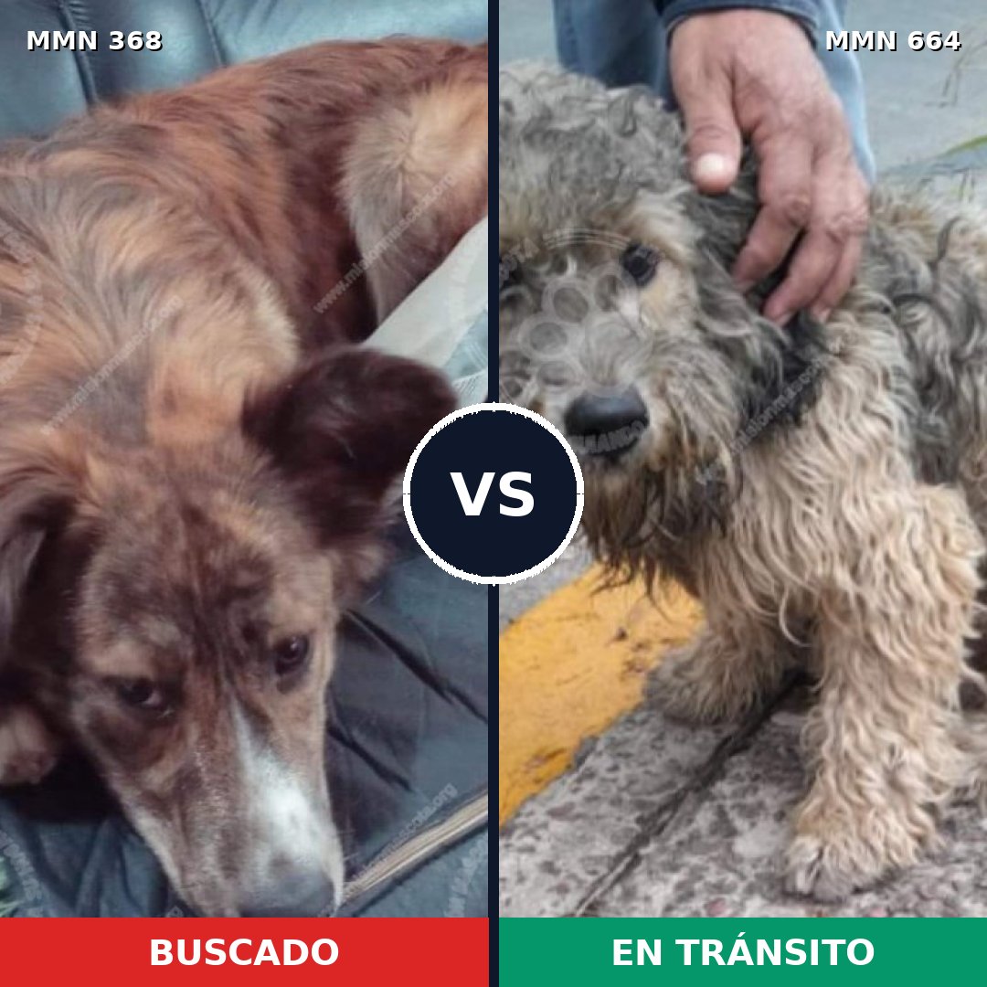 Comparativa MMS 7201: mascota perdida y mascota encontrada, 62% de similitud