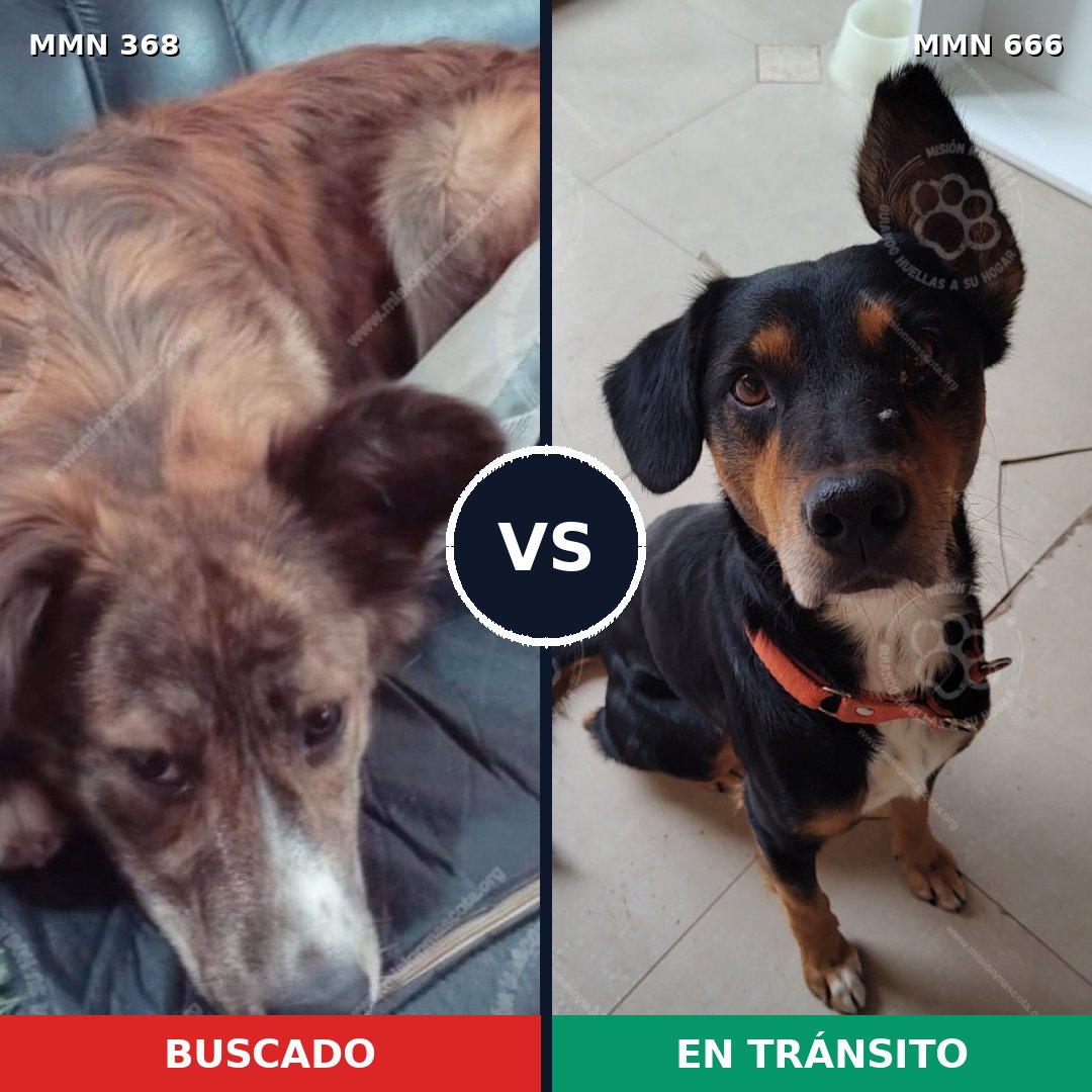 Comparativa MMS 7202: mascota perdida y mascota encontrada, 68% de similitud