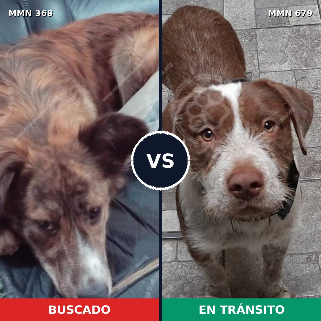 Comparativa MMS 7203: mascota perdida y mascota encontrada, 30% de similitud
