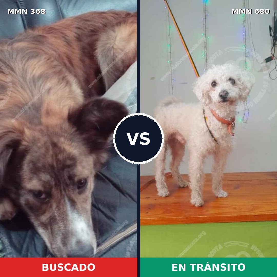 Comparativa MMS 7204: mascota perdida y mascota encontrada, 21% de similitud