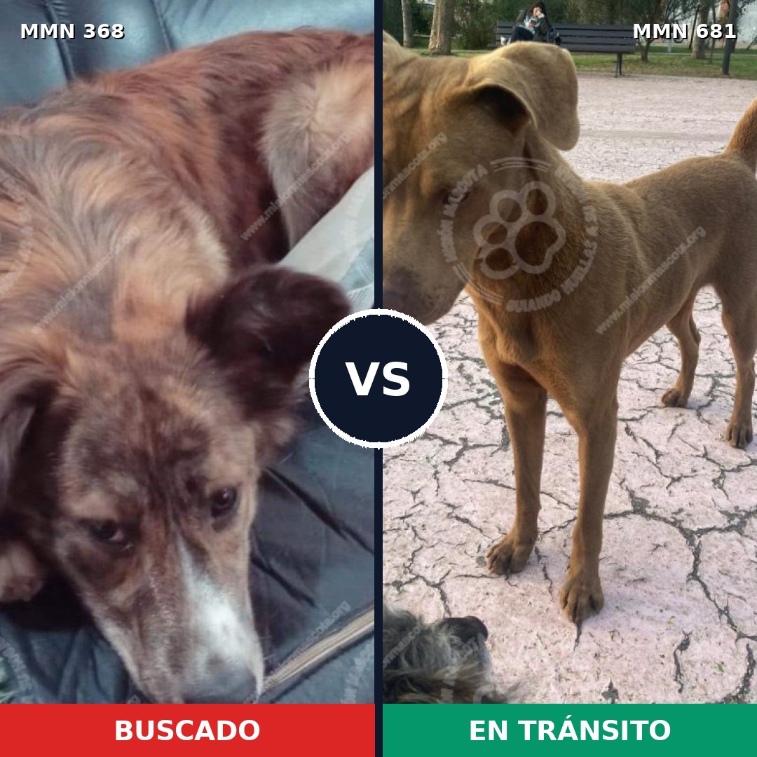 Comparativa MMS 7205: mascota perdida y mascota encontrada, 43% de similitud