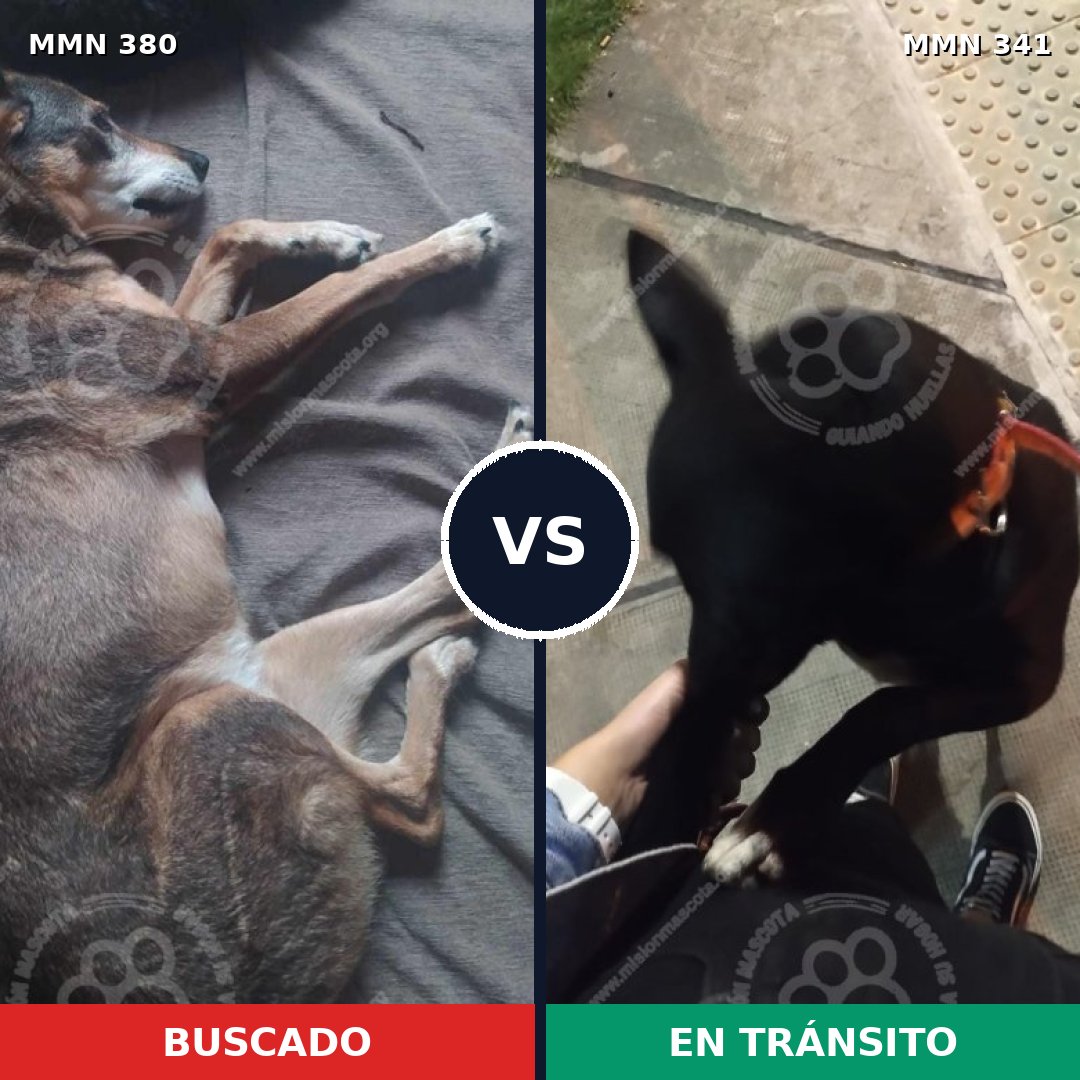 Comparativa MMS 7207: mascota perdida y mascota encontrada, 67% de similitud