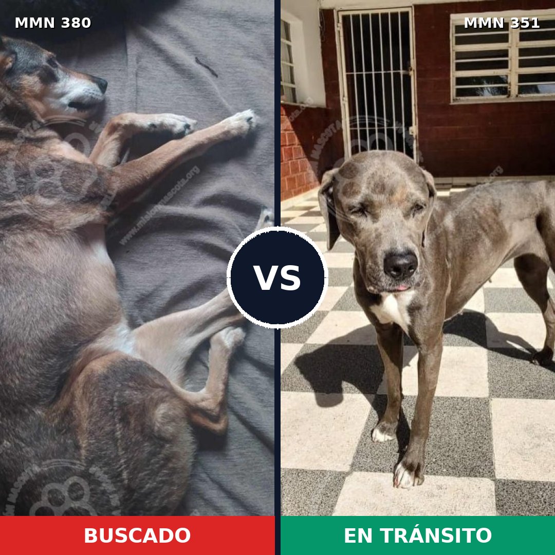 Comparativa MMS 7208: mascota perdida y mascota encontrada, 13% de similitud