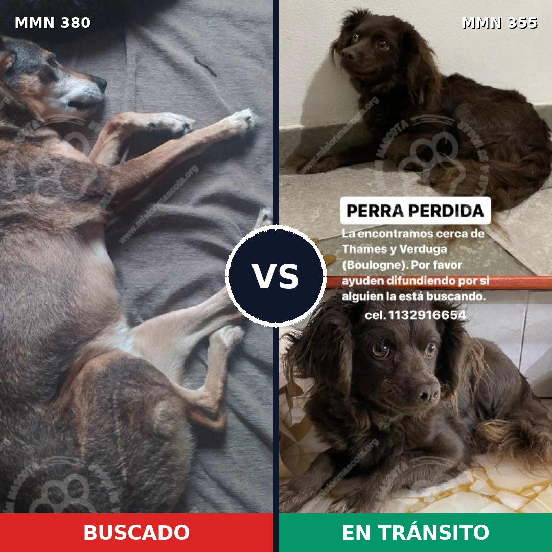 Comparativa MMS 7209: mascota perdida y mascota encontrada, 57% de similitud