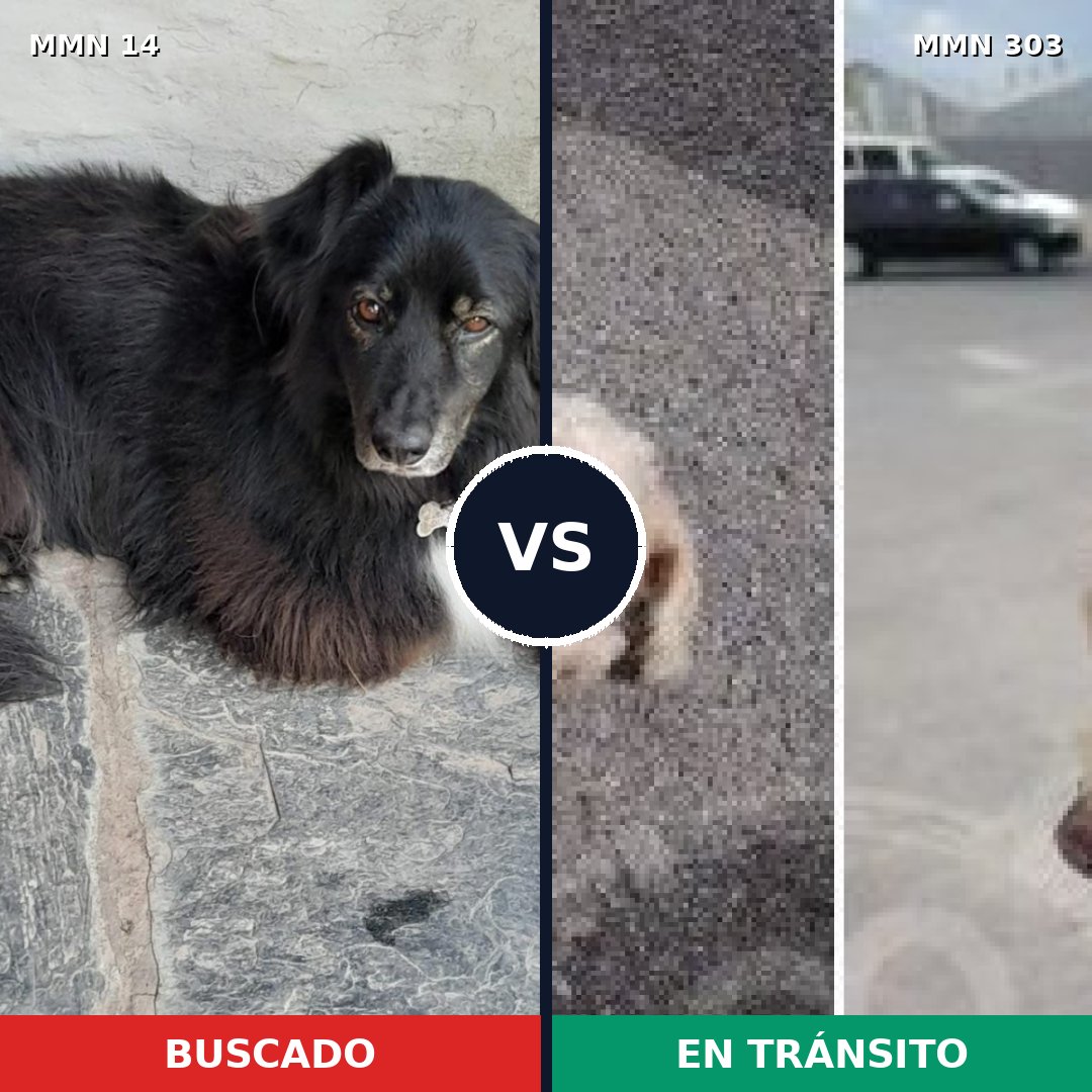 Comparativa MMS 721: mascota perdida y mascota encontrada, 25% de similitud