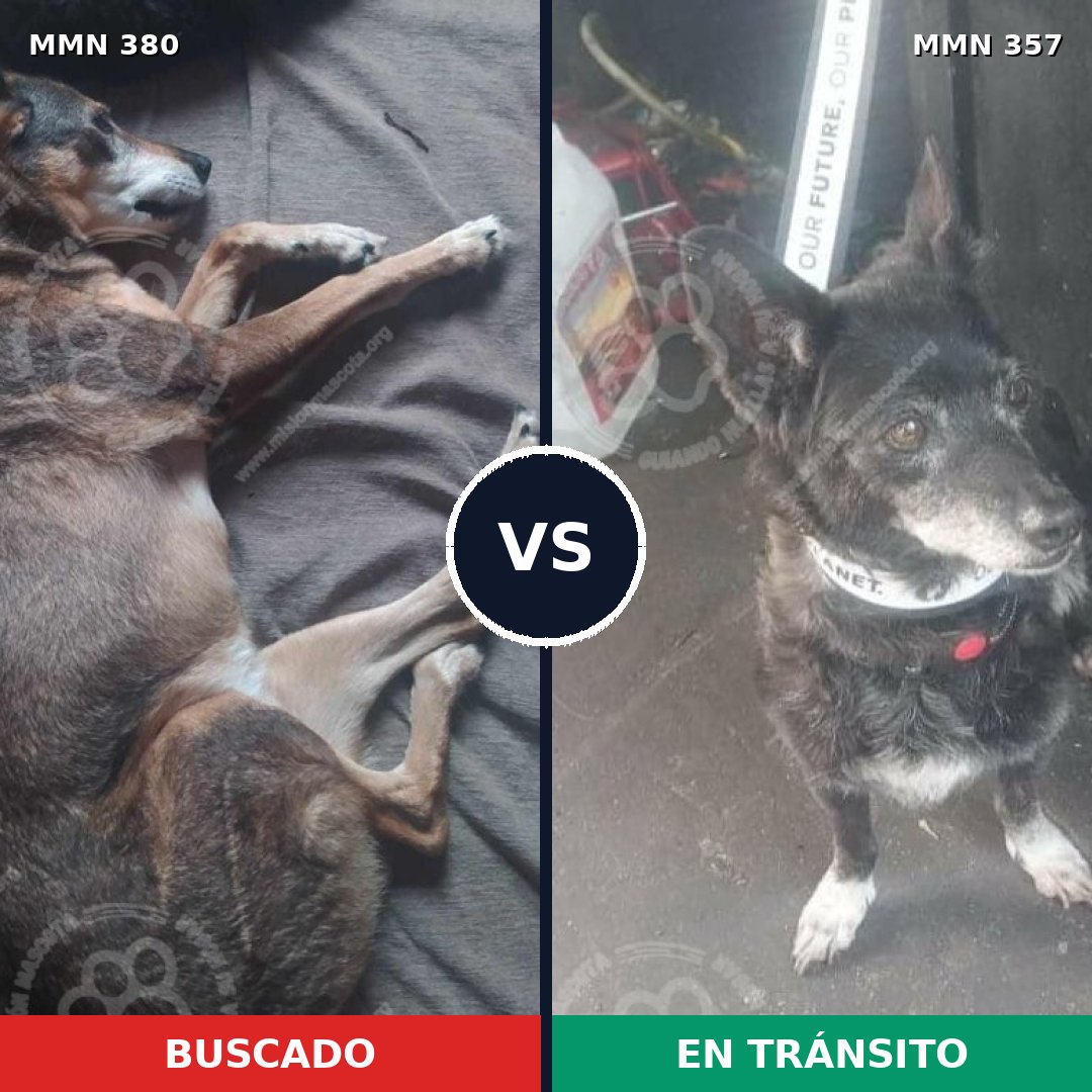 Comparativa MMS 7210: mascota perdida y mascota encontrada, 70% de similitud