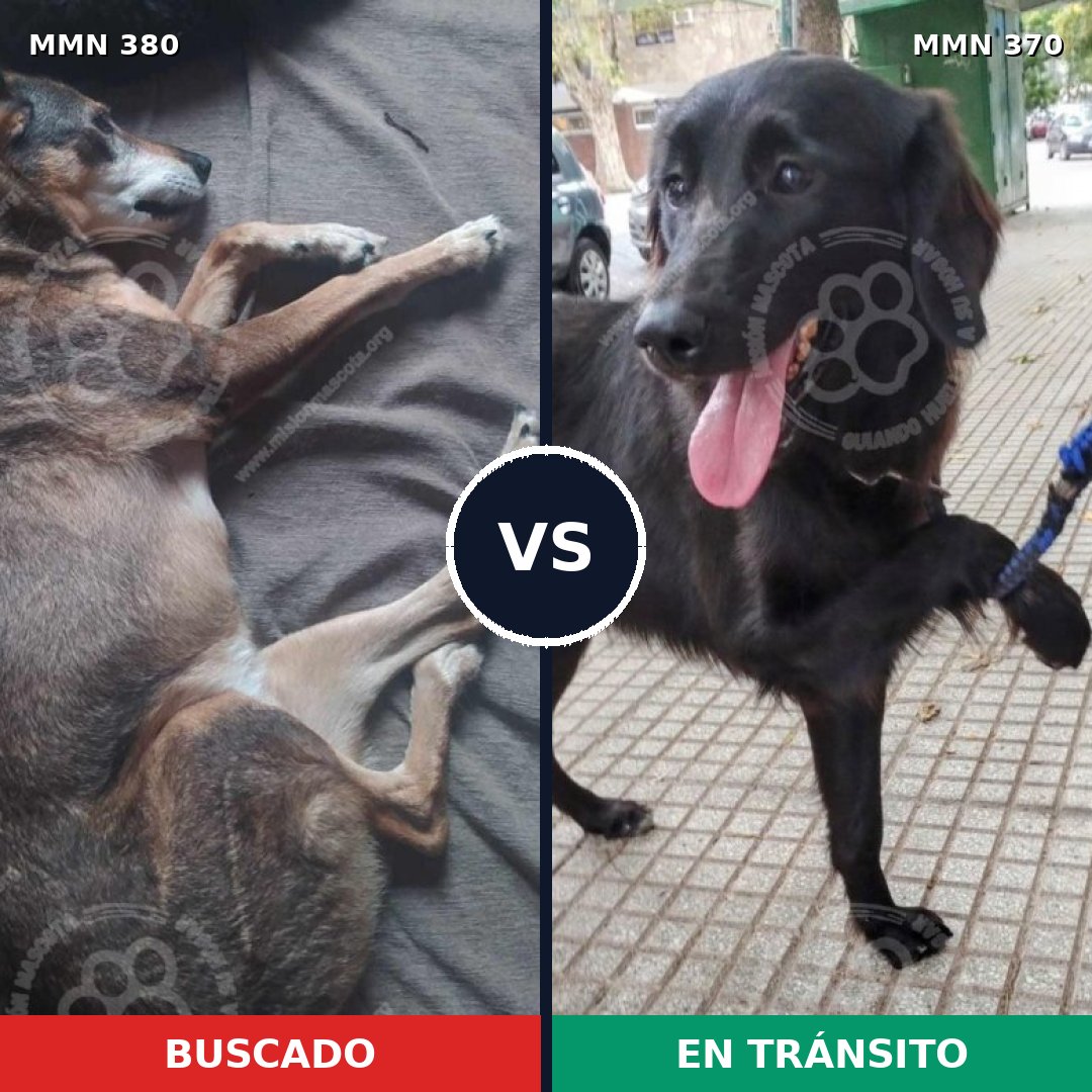 Comparativa MMS 7211: mascota perdida y mascota encontrada, 70% de similitud