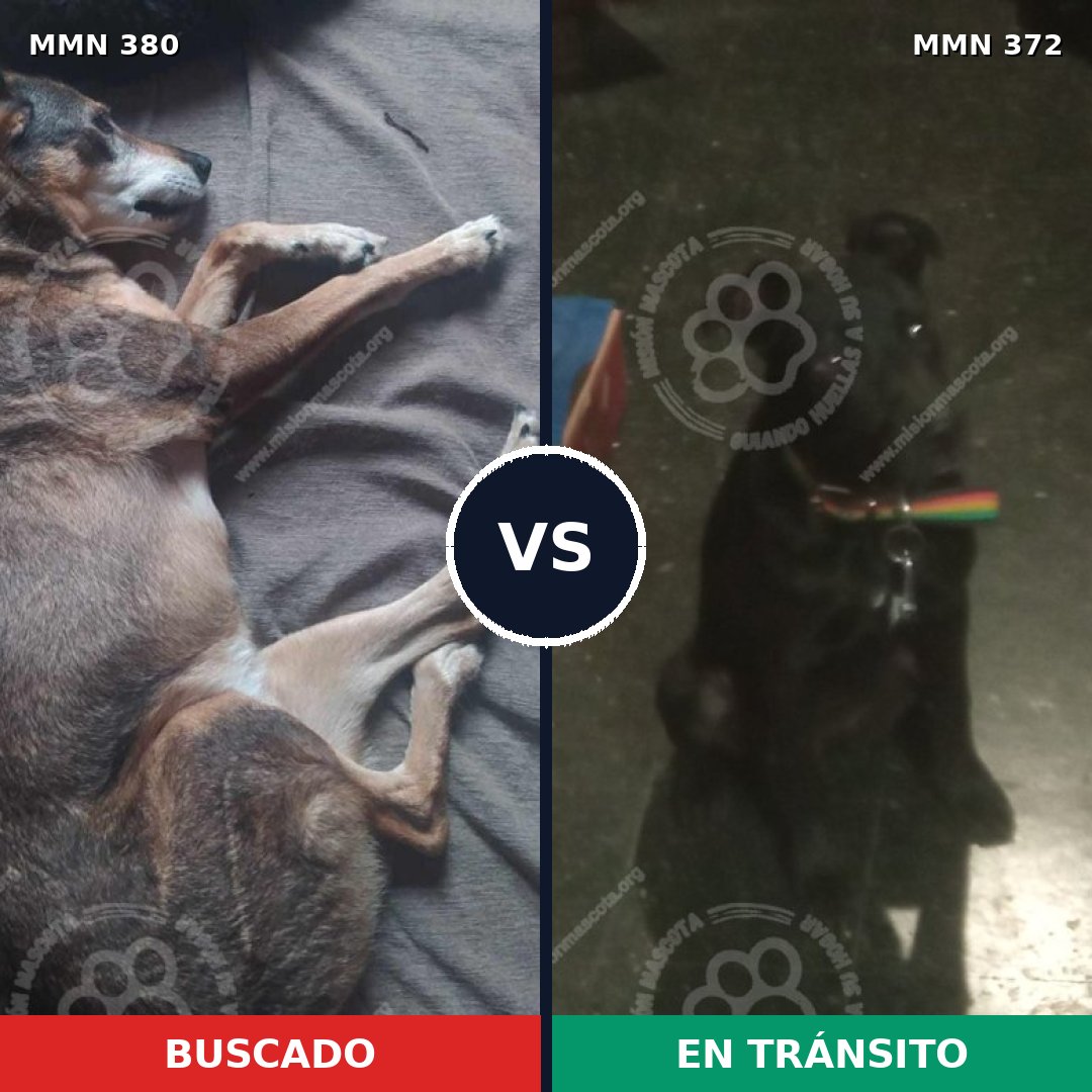 Comparativa MMS 7212: mascota perdida y mascota encontrada, 67% de similitud